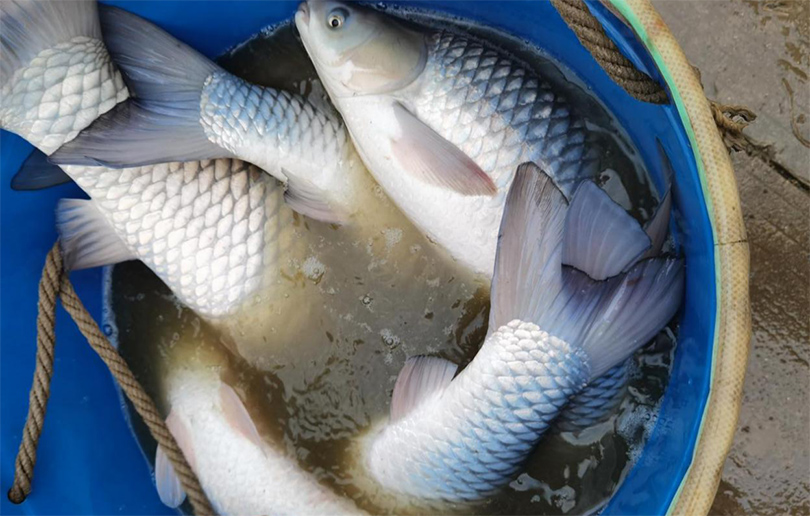 香港料精准免费